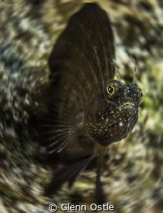 Sailfin Blennys can become a "blur" as they dart from the... by Glenn Ostle 